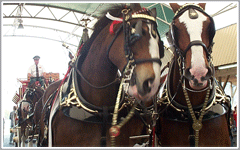 Busch Gardens Tampa Animal Attractions
